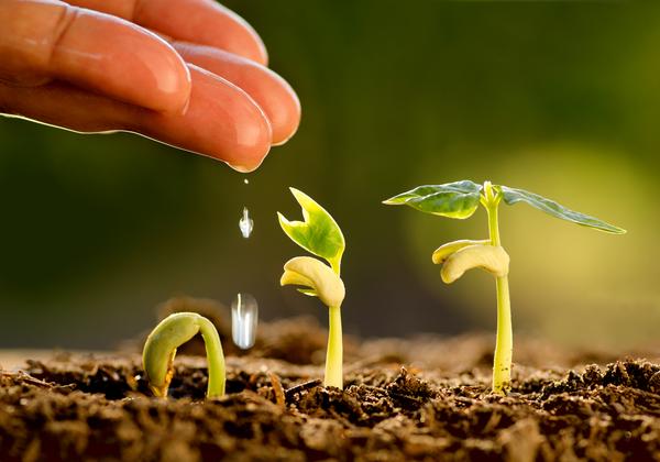 Sprouts in the soil with a hand dropping water onto them. 