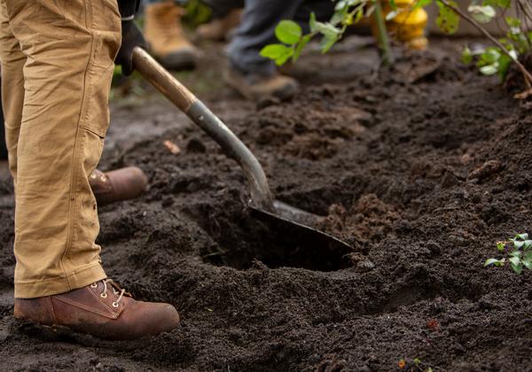 The legs and shovel of a person digging in soil.