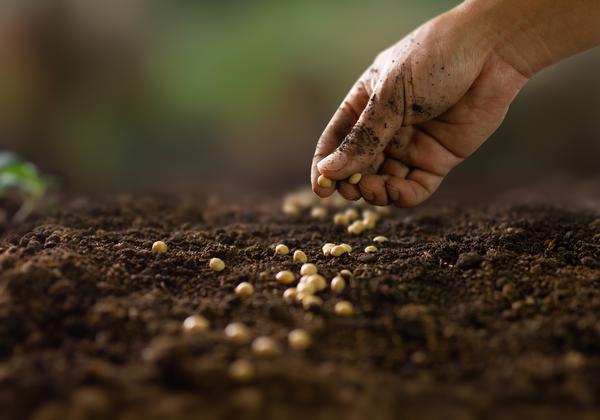 Hand planting seeds in the soil.