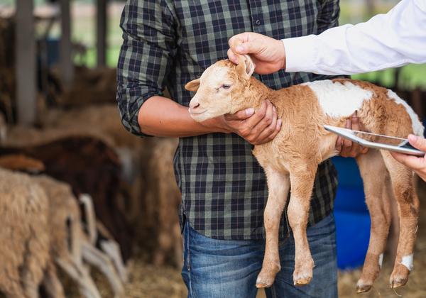Livestock Husbandry Fundamentals Program