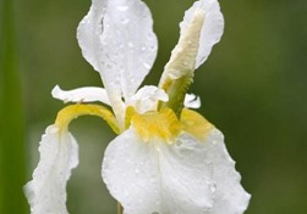 Plant Pick Iris sibirica white