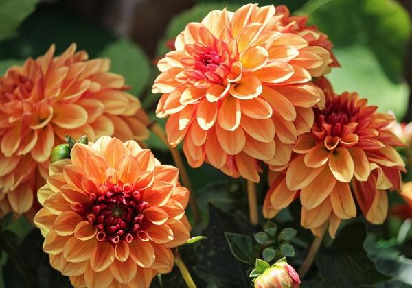 VIRL VIMGA Virtual Gardening Series on Dahlias Sep 12 2022