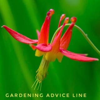 Gardening Advice Line