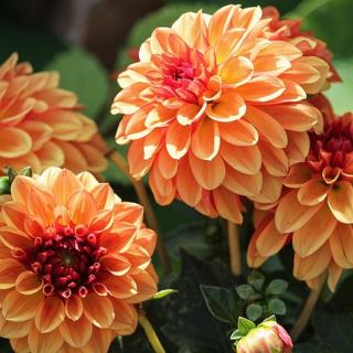 VIRL VIMGA Virtual Gardening Series on Dahlias Sep 12 2022