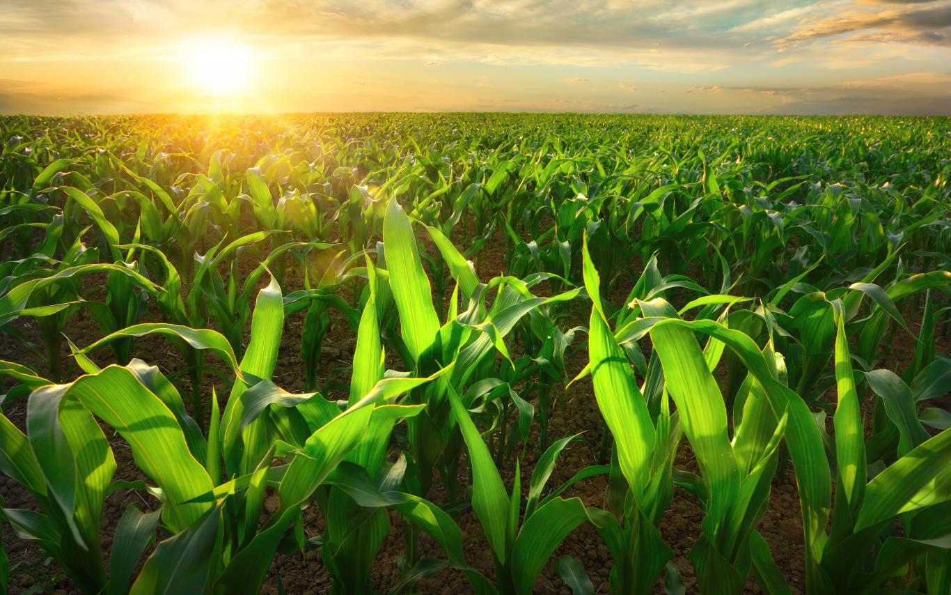 field of corn in sunshine. 