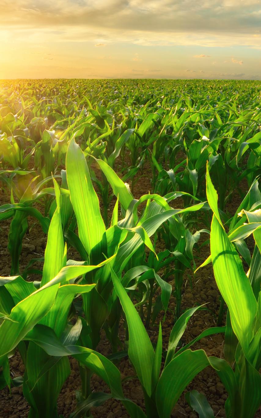 field of corn in sunshine. 