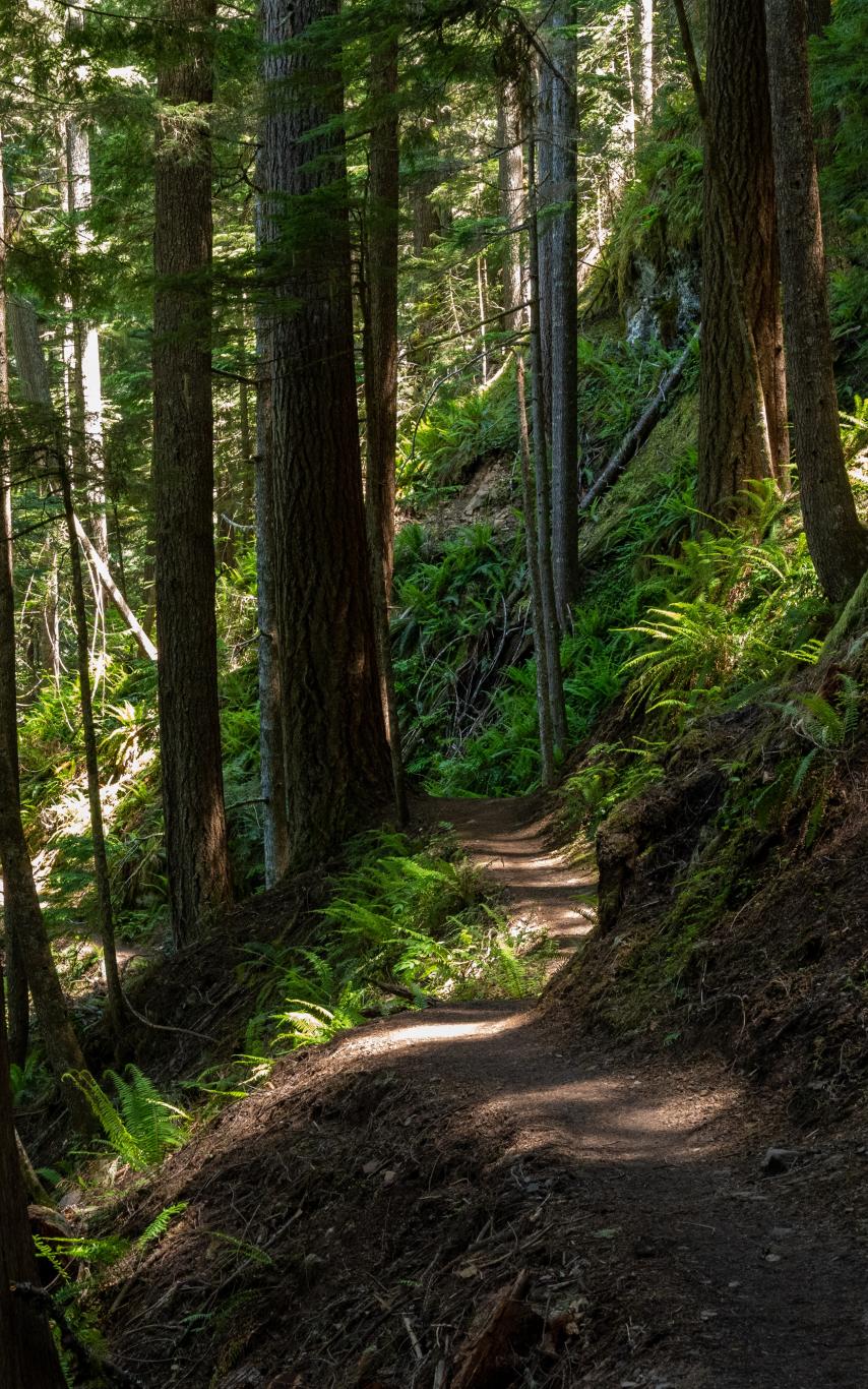 A trail on a hillside in a cedar forest